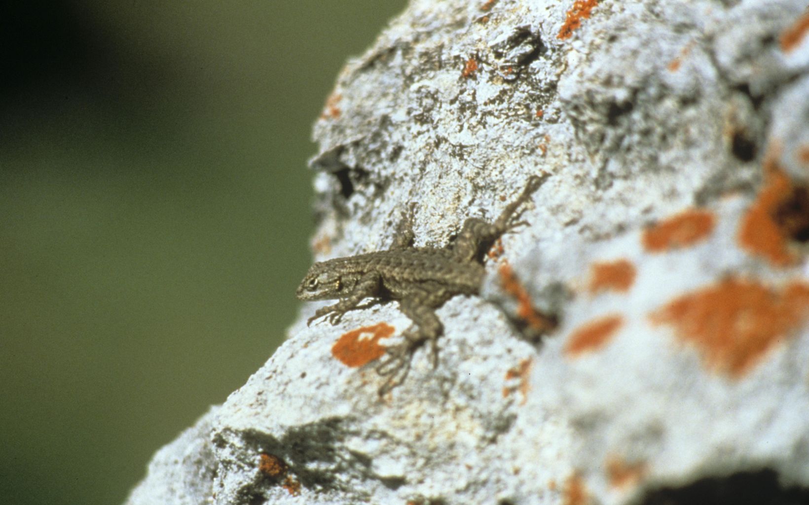 Western Fence Lizard on a rock.