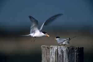 An adult California least tern (Sternula antillarum brownii) feeds its young.