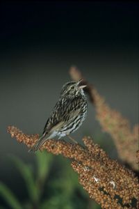 Portrait of an endangered belding's savannah sparrow in song from its perch on a mullein plant.