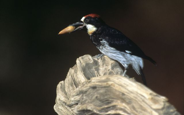 An acorn woodpecker with an acorn in its beak lands on a branch.
