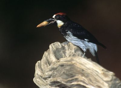 Acorn Woodpecker