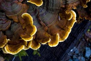 Closeup of ruffled brown and yellow fungus.