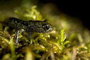 The head and forelegs of a tiny salamander sitting on moss.