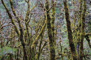 Moss covered branches with douglas fir trees 