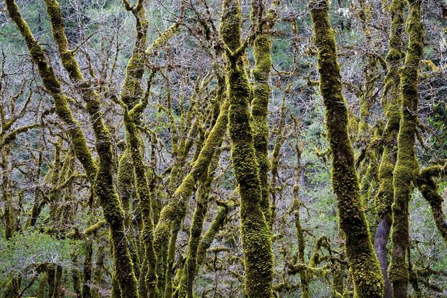 Angelo Coast Range Reserve The Nature Conservancy in California