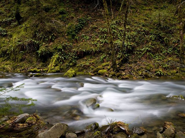 The rushing water of Elder Creek, with moss covered banks, as it flows into South Fork of Eel River in Angelo Reserve.