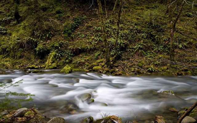 The rushing water of Elder Creek, with moss covered banks, as it flows into South Fork of Eel River in Angelo Reserve.