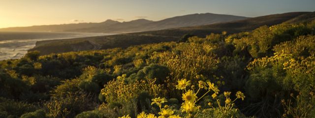 Yellow flowers with coast in the background. 