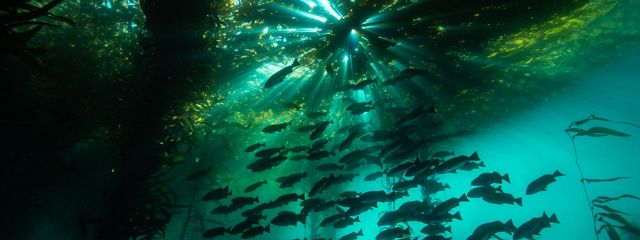 Underwater looking up into a kelp forest and school of fish. 