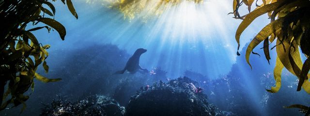 A sea lion in a kelp forest with rays of sunlight coming through the water. 