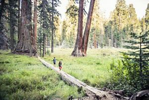Two kids run along a tree in Sequoia National Park.