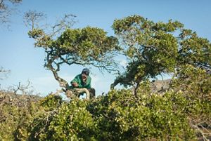 Researcher Michael Hague climbs an oak tree to place native seeds for the island scrub-jays on Santa Cruz Island, California. 