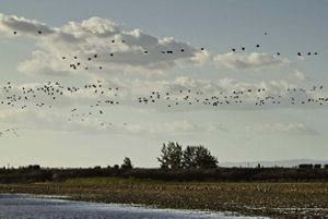 A flock of birds flying over a flooded field. 