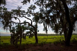 Two trees on the edge of a marsh with Spanish moss hanging from them.