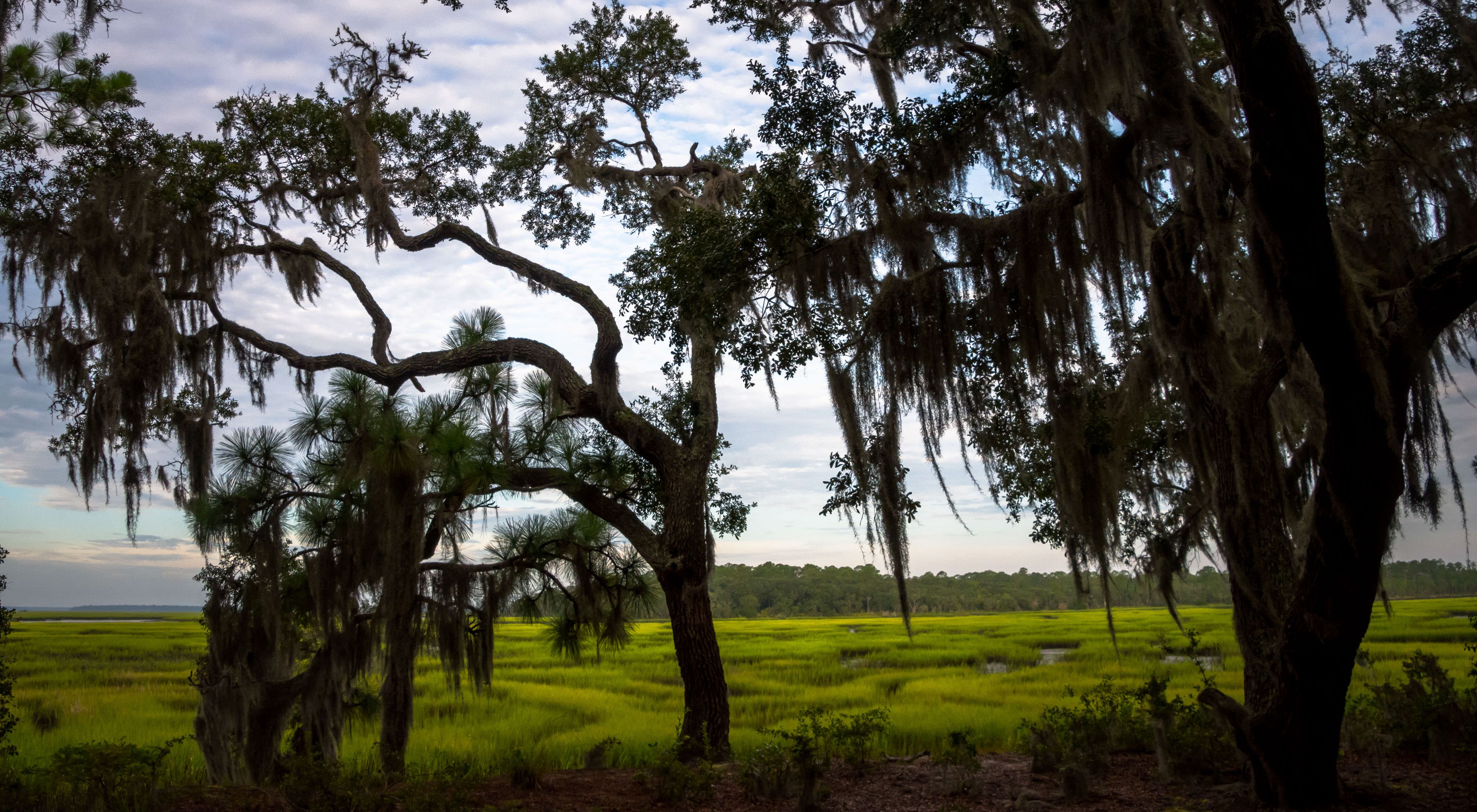 Two trees on the edge of a marsh with Spanish moss hanging from them.