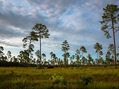 Longleaf pine trees at Cabin Bluff.