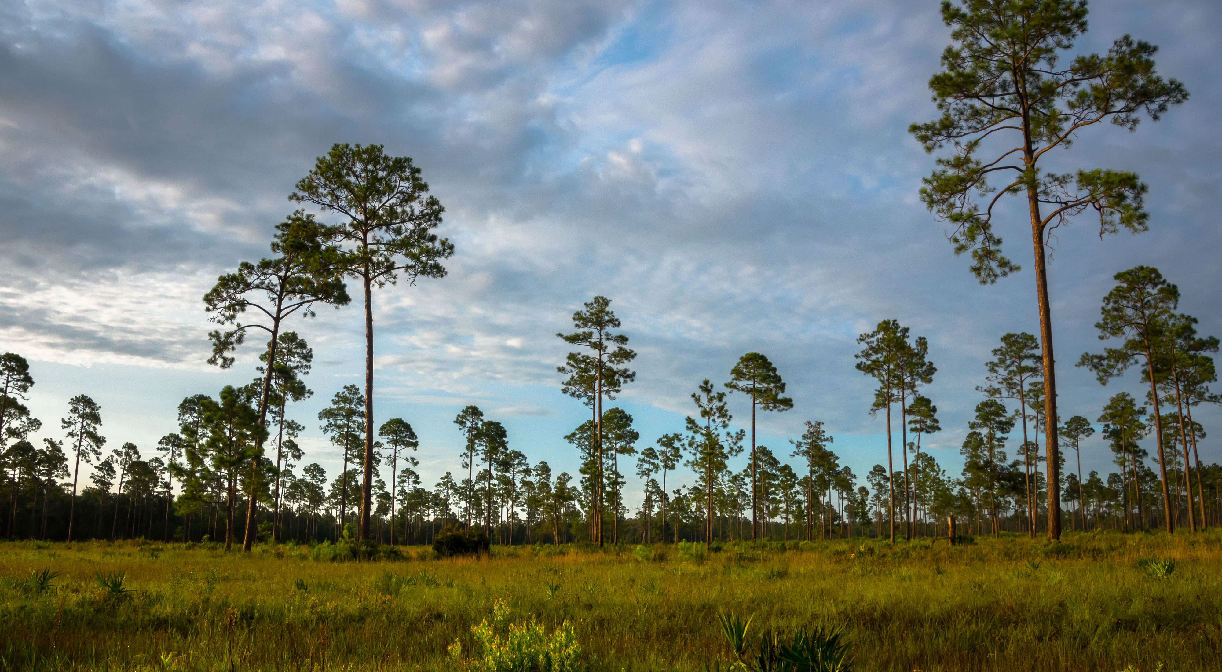 A landscape photo with longleaf pines against a cloudy sky