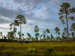 A landscape of longleaf pines in front of a cloudy sky