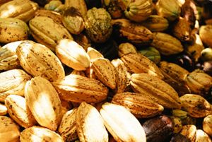 Bright yellow cacao pods