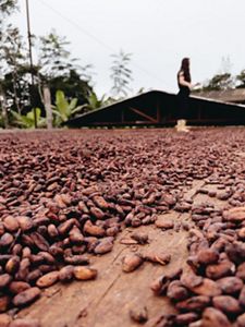 Cacao nibs drying in the sun
