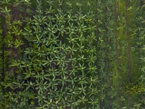 Aerial view of an agro-forest.