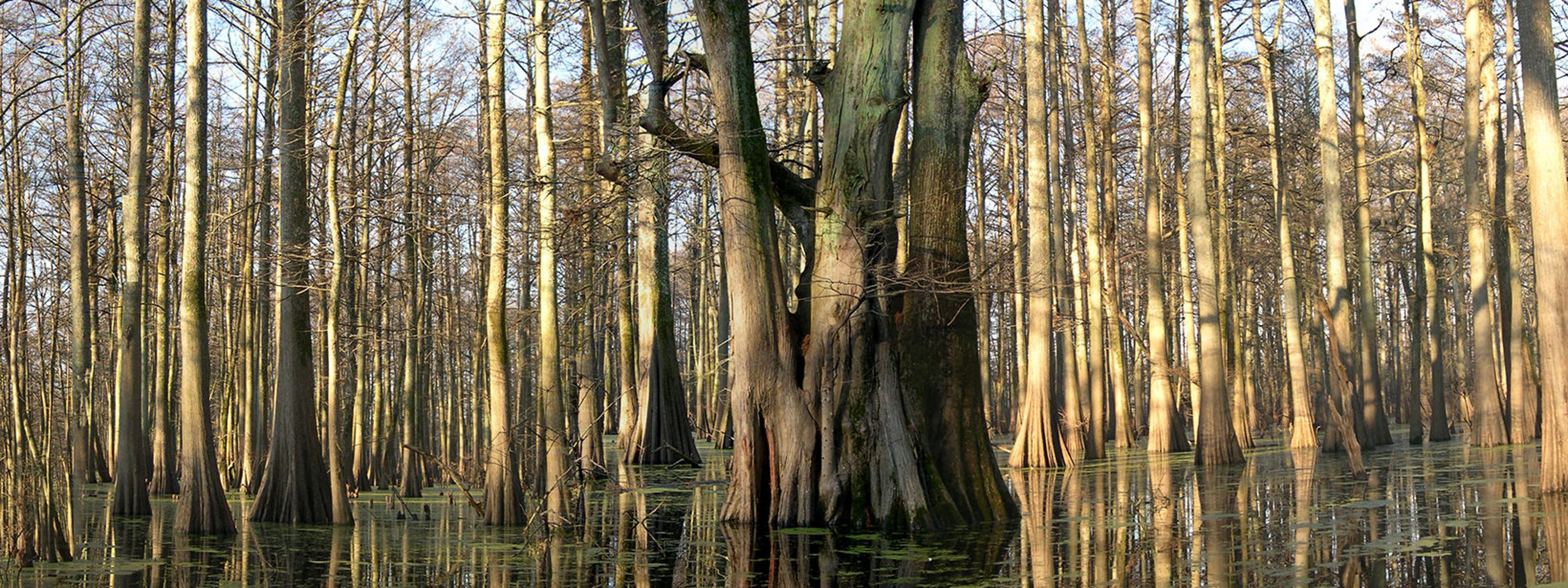Early morning view of trees rising from waters in wetlands area.