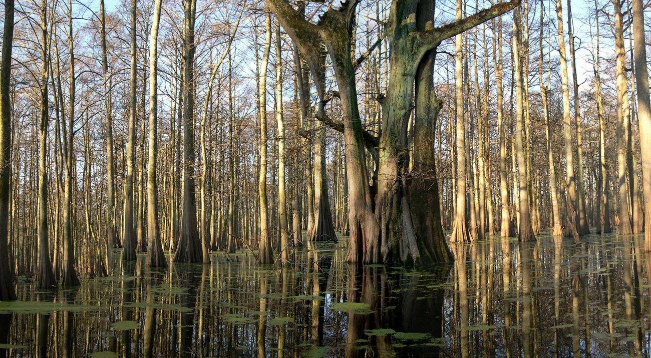A swampy landscape with tree trunks growing out of water with some floating patches of algae or aquatic plants.