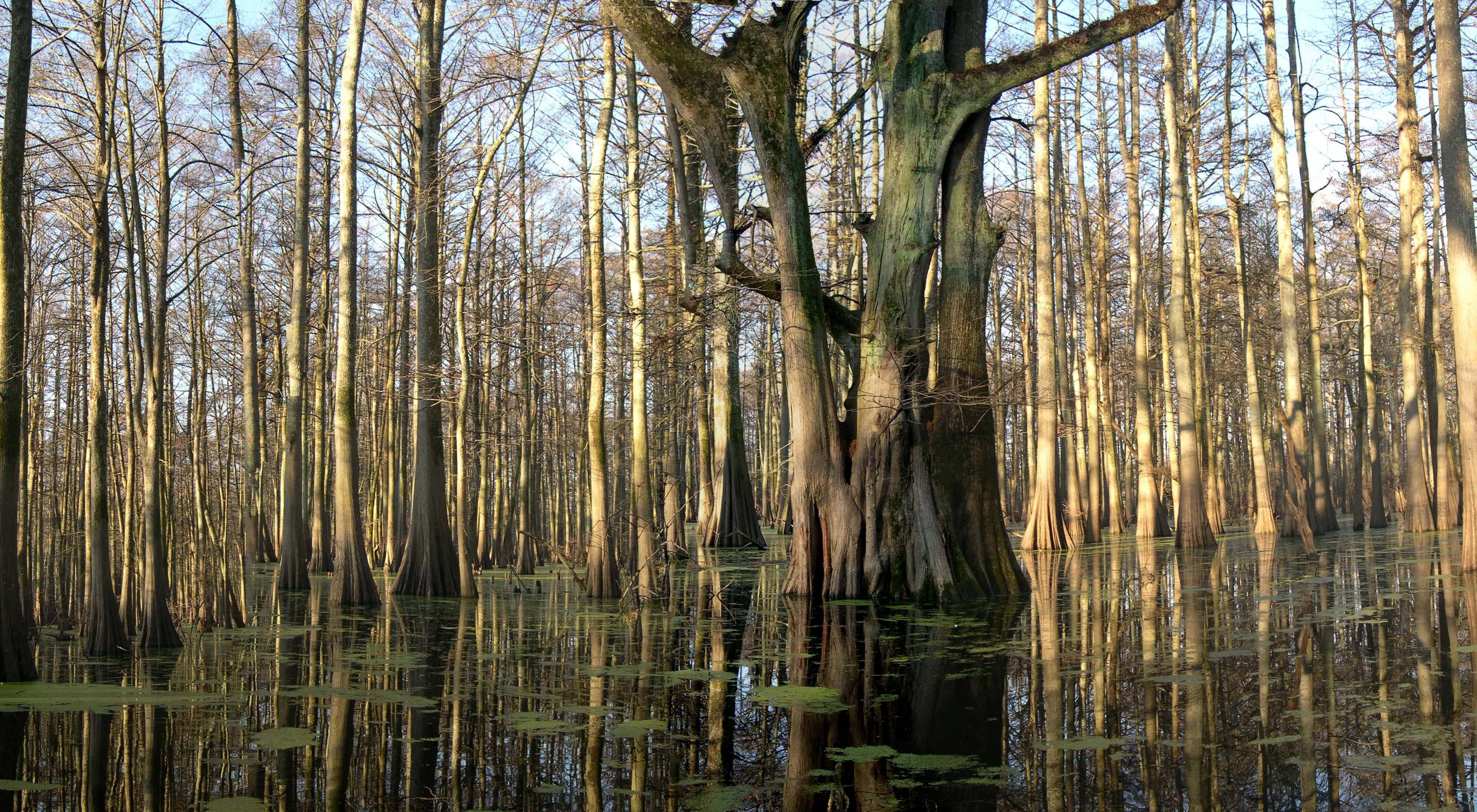 A swampy landscape with tree trunks growing out of water with some floating patches of algae or aquatic plants.