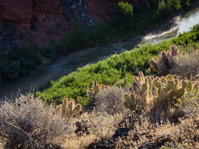 Cactus on a hill overlooking a river.
