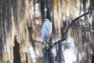 A white bird with a yellow beak hunches down on a thin branch.