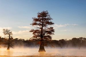 Two large trees shoot up from the misty waters of a tree lined lake at sunrise.