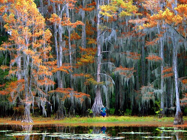 Enormes cipreses crecen fuera del agua en un lago de Texas. Los troncos de los árboles se ensanchan espectacularmente cerca de la superficie del agua. Muchos árboles muestran colores otoñales.