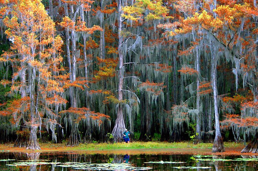 Huge cypress trees grow out of the water at a lake in Texas. The tree trunks widen dramatically near the water's surface. Many trees are displaying autumn colors with branches full of spanish moss.
