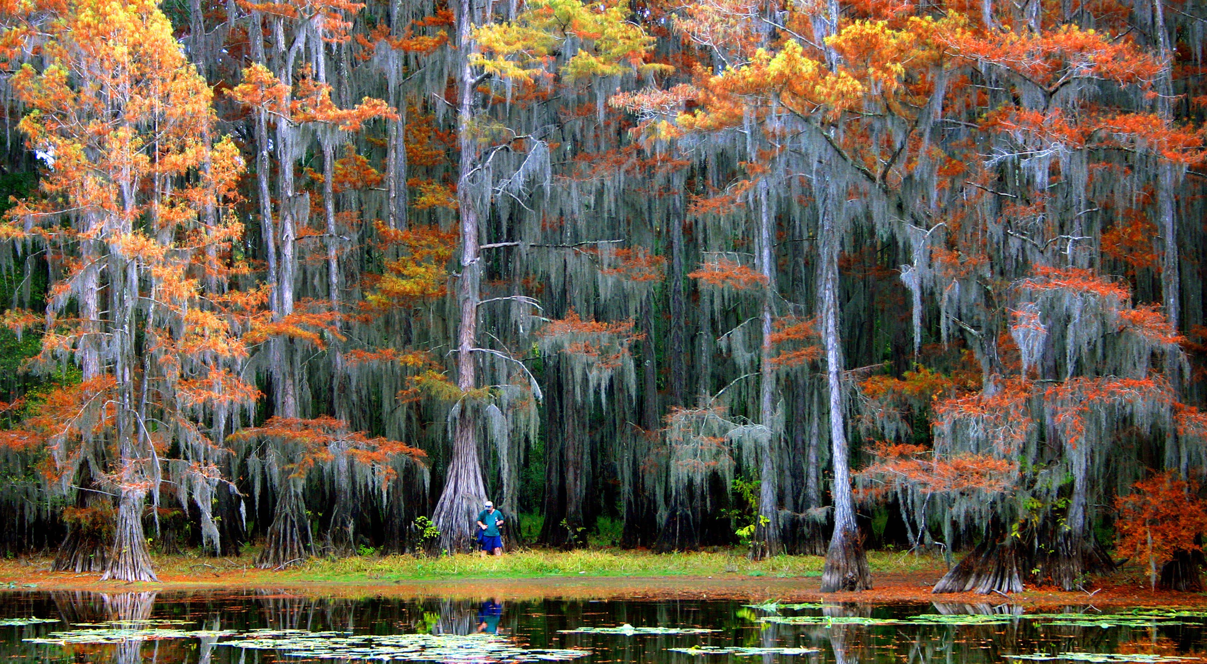 Weeping cypress trees line a lake with bright red and orange leaves.