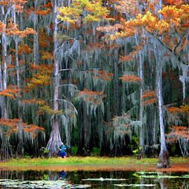 Weeping cypress trees line a lake with bright red and orange leaves.