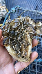 An oyster shell covered with many small oysters.