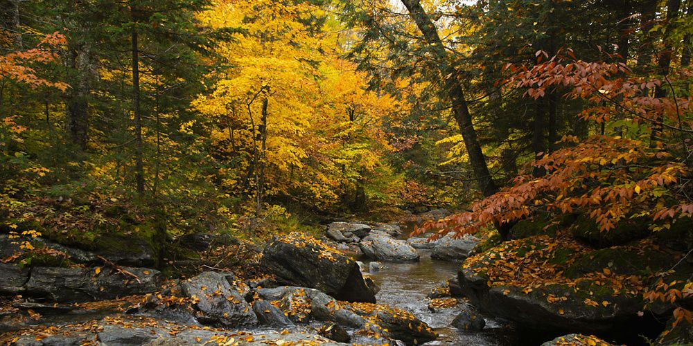 a mountain forest in fall colors.