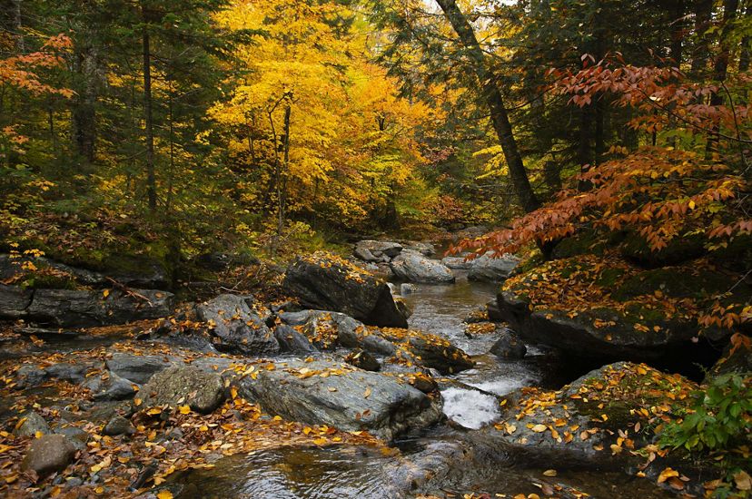 A small brook in a Vermont forest with colorful fall foliage.