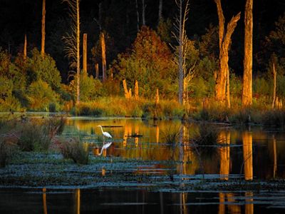 A white egret is reflected in the calm water of a tree lined wetland illuminated by the setting sun.