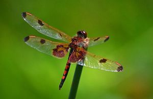 A red male calico pennant is perched on a thin, green twig. 