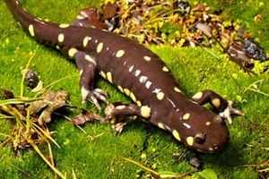 Closeup of a California tiger salamander on green moss.