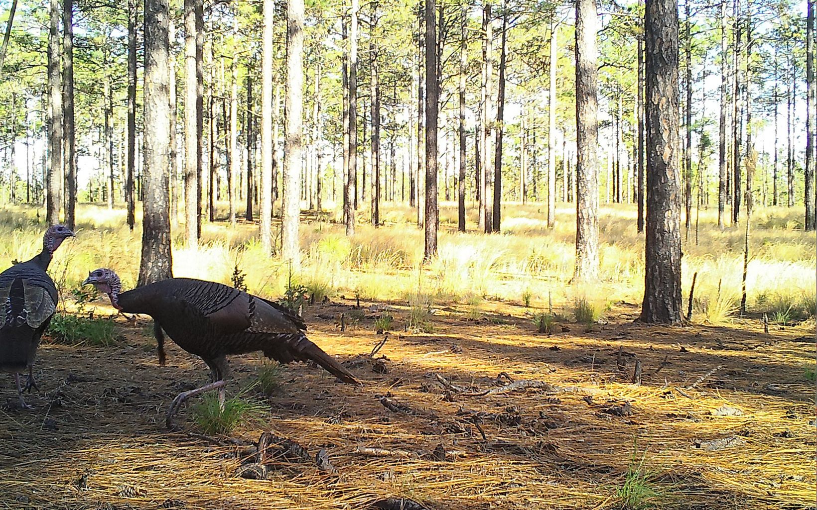 Two wild turkeys roaming in the longleaf pine habitat. 