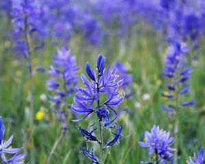 Purple camas flowers and wetlands with mountains in distance.
