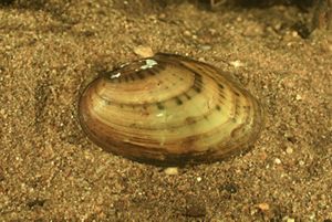 A golden shell with brown stripes.