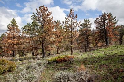 View of pine trees that are mostly orange, with dry grass in the foreground on a sunny day.