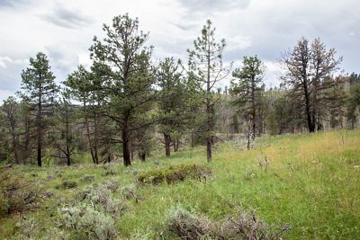 View of pine trees that are mostly green, with lush, green grass in the foreground on a sunny day.