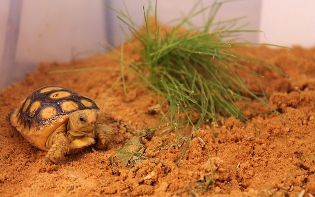A young gopher tortoise in a captive enclosure with sand and grass at a nursery in Camp Shelby.