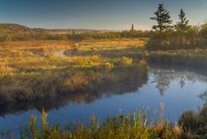 Spruce forest in Canaan Valley, West Virginia.