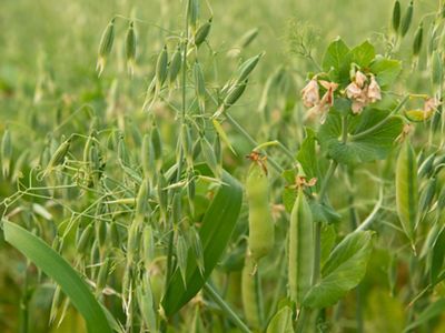 Oat and Pea Intercrop