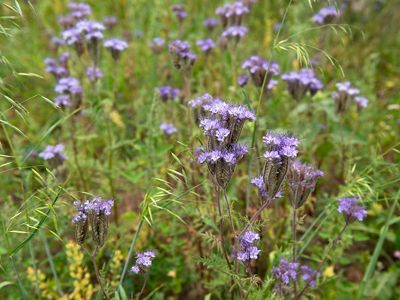An example of a pollinator-friendly plant, Phacelia tanacetifolia, integrated alongside agricultural crops.